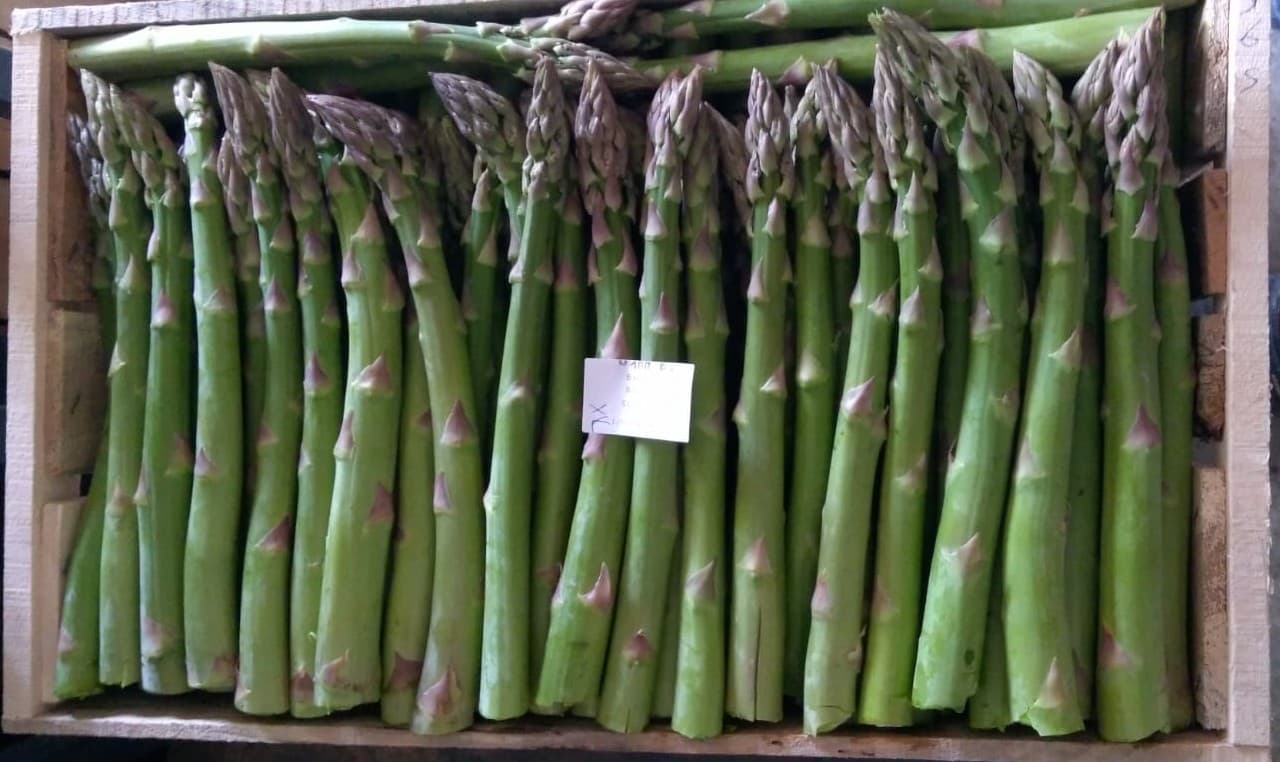 Gönen Kuşkonmaz Bahçesi - 1