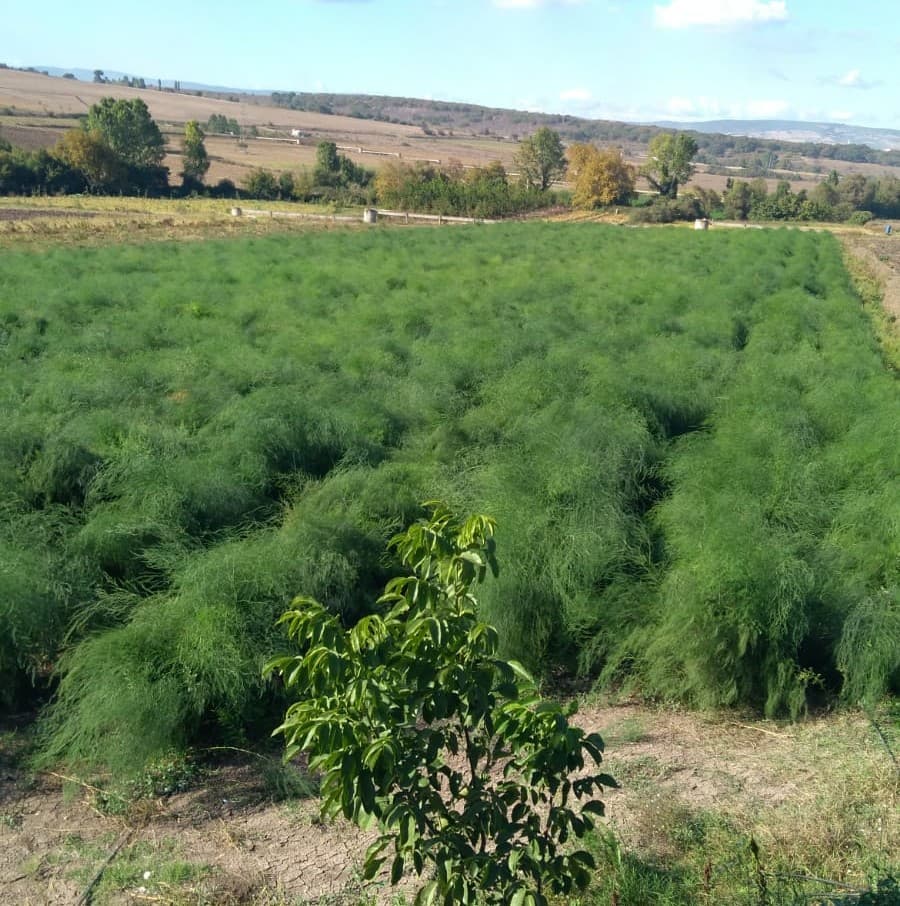 Gönen Kuşkonmaz Bahçesi - 2