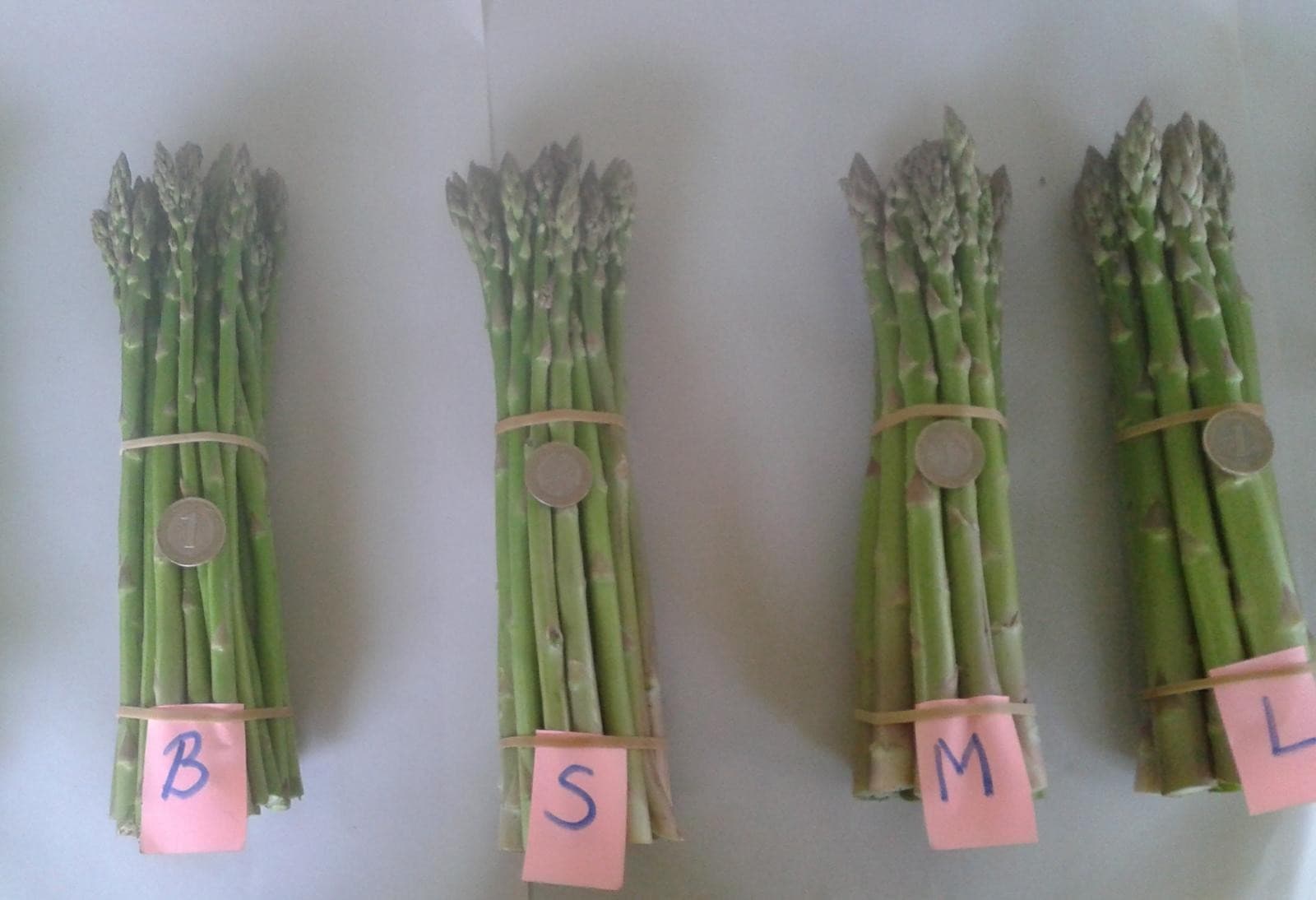 Gönen Kuşkonmaz Bahçesi - 5